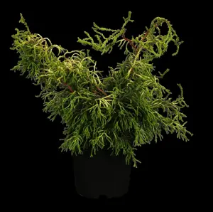 Chamaecyparis o. 'Tsatsumi Gold'