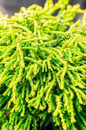 Chamaecyparis obt. 'Gitte' - 50-60 CM C7.5 - image 4