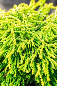 Chamaecyparis obt. 'Gitte' - 50-60 CM C7.5 - image 4