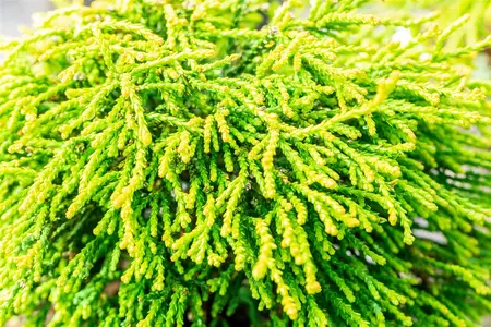 Chamaecyparis obt. 'Gitte' - 50-60 CM C7.5 - image 3