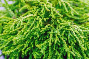 Chamaecyparis obt. 'Gitte' - 50-60 CM C7.5 - image 5