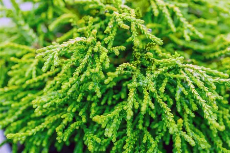 Chamaecyparis obt. 'Gitte' - 80-90 CM C25 - image 5