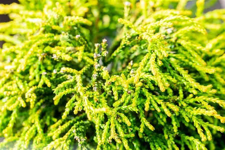 Chamaecyparis obt. 'Gitte' - 80-90 CM C25 - image 2