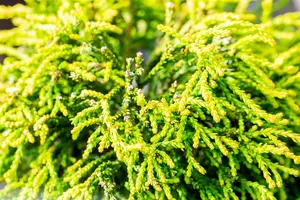 Chamaecyparis obt. 'Gitte' - 80-90 CM C25 - image 2