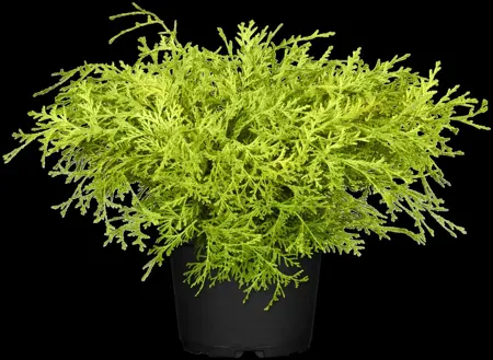 Chamaecyparis obt. 'Kamarachiba' - 2 Ltr pot - image 2