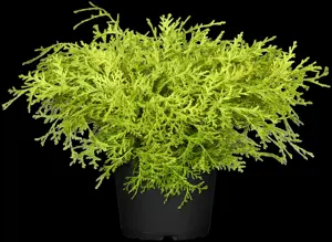 Chamaecyparis obt. 'Kamarachiba' - 2 Ltr pot - image 2