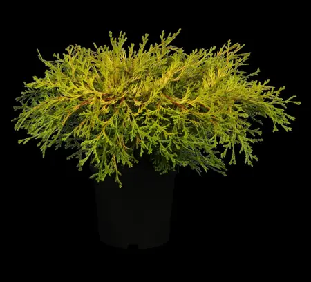 Chamaecyparis obt. 'Kamarachiba' - 2 Ltr pot - image 1