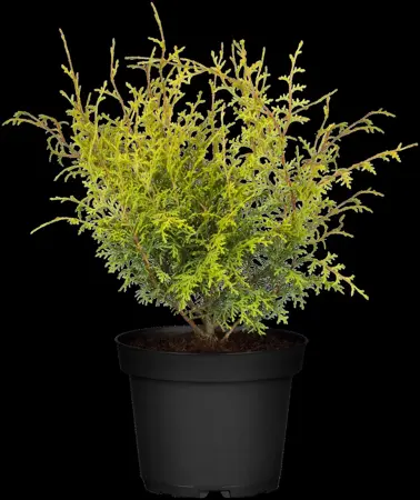 Chamaecyparis obt. 'Lucas'? - 20-25 CM C2 - image 2