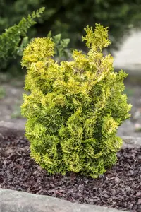 Chamaecyparis obt. 'Meroki Twin' - 25-30 CM C5
