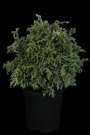 Chamaecyparis p. 'Baby Blue' - 2 Ltr pot - image 1