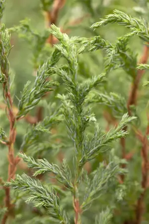 Chamaecyparis p. 'Baby Blue' - 2 Ltr pot - image 2