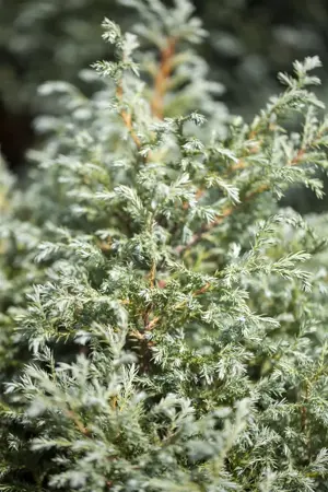 Chamaecyparis p. 'Baby Blue' - 2 Ltr pot - image 4