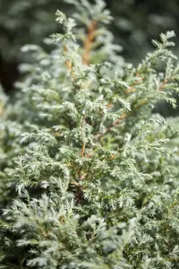 Chamaecyparis p. 'Baby Blue' - 2 Ltr pot - image 4