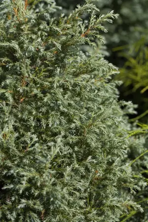 Chamaecyparis p. 'Baby Blue' - 2 Ltr pot - image 5