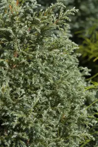 Chamaecyparis p. 'Baby Blue' - 2 Ltr pot - image 5