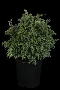 Chamaecyparis p. 'Baby Blue'