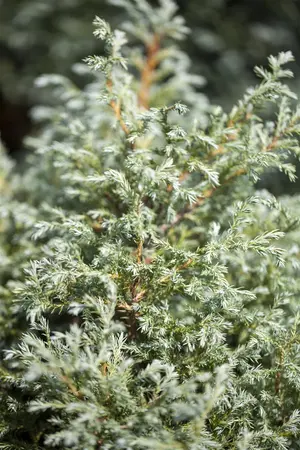 Chamaecyparis p. 'Baby Blue' - 2.5 Ltr pot - image 4