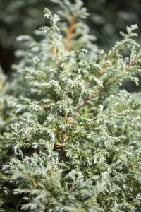 Chamaecyparis p. 'Baby Blue' - 2.5 Ltr pot - image 4