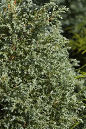 Chamaecyparis p. 'Baby Blue' - 2.5 Ltr pot - image 5
