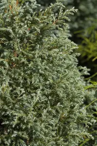 Chamaecyparis p. 'Baby Blue' - 2.5 Ltr pot - image 5
