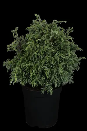 Chamaecyparis p. 'Baby Blue' - 20-25 CM C3 - image 1