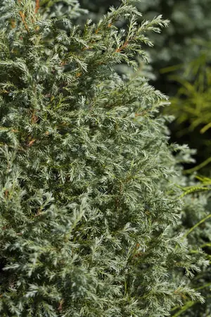 Chamaecyparis p. 'Baby Blue' - 5 Ltr pot - image 4