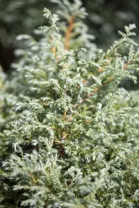Chamaecyparis p. 'Baby Blue' - P13 - image 3