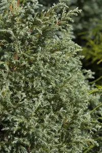 Chamaecyparis p. 'Baby Blue' - P13 - image 4