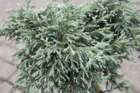 Chamaecyparis p. 'Baby Blue' - P13 - image 5