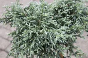Chamaecyparis p. 'Baby Blue' - P13 - image 5