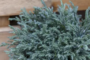 Chamaecyparis p. 'Blue Moon'?
