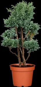 Chamaecyparis p. 'Boulevard' - 60-80 CM C20 - image 3