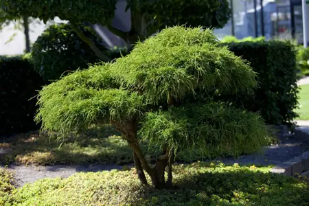 Chamaecyparis p. 'Filifera' - 30-40 CM C5 - image 1