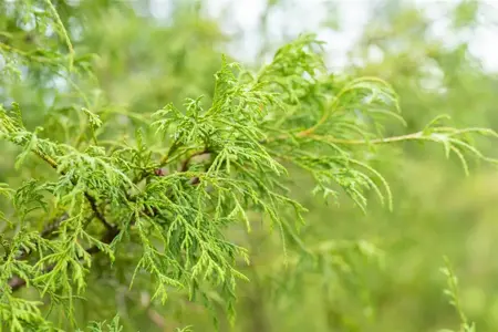 Chamaecyparis p. 'Filifera' - 30-40 CM C5 - image 3