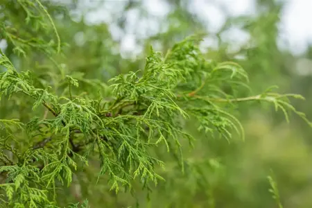 Chamaecyparis p. 'Filifera' - 30-40 CM C5 - image 4