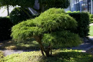 Chamaecyparis p. 'Filifera'