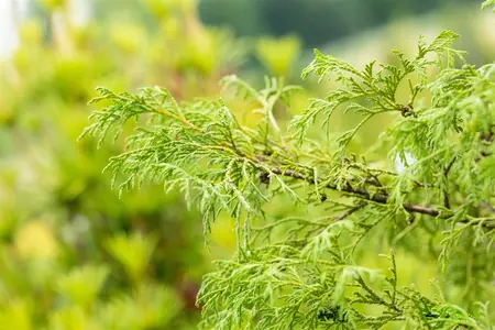 Chamaecyparis p. 'Filifera' - P9 - image 2