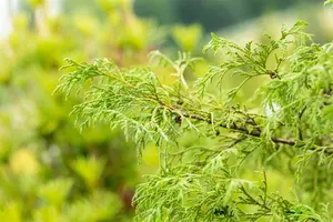 Chamaecyparis p. 'Filifera' - P9 - image 2