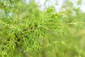 Chamaecyparis p. 'Filifera' - P9 - image 3