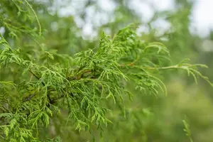 Chamaecyparis p. 'Filifera' - P9 - image 4