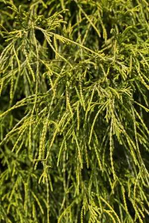 Chamaecyparis p. 'Filifera Nana' - 1.5 Ltr pot - image 4