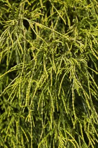 Chamaecyparis p. 'Filifera Nana' - 10 Ltr pot - image 4