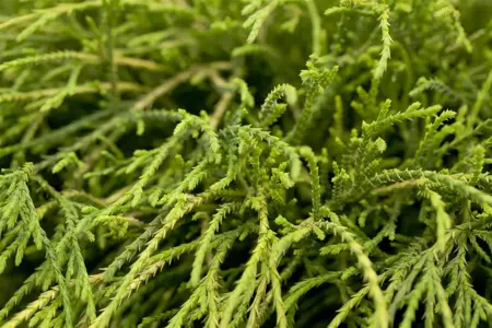 Chamaecyparis p. 'Filifera Nana' - 2 Ltr pot - image 3