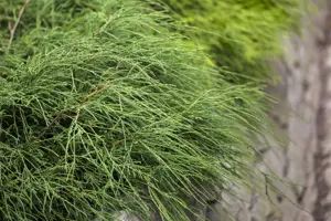 Chamaecyparis p. 'Filifera Nana' - 5 Ltr pot - image 4