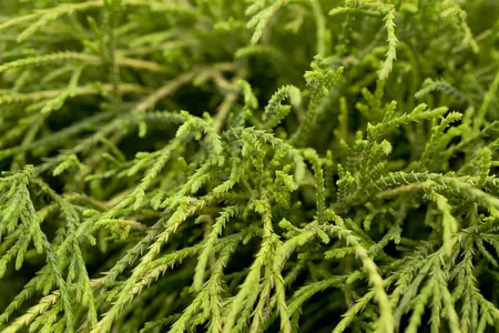 Chamaecyparis p. 'Filifera Nana' - 1.5 Ltr pot - image 1