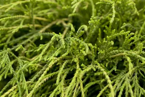 Chamaecyparis p. 'Filifera Nana' - 1.5 Ltr pot - image 1