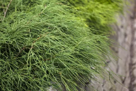 Chamaecyparis p. 'Filifera Nana' - 1.5 Ltr pot - image 2