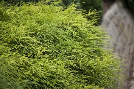 Chamaecyparis p. 'Filifera Nana' - 1.5 Ltr pot - image 3