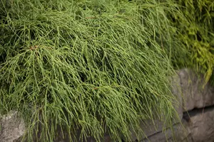 Chamaecyparis p. 'Filifera Nana' - 1.5 Ltr pot - image 5