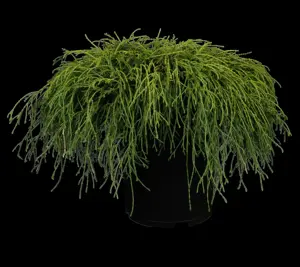 Chamaecyparis p. 'Filifera Nana' - 2 Ltr pot - image 2